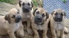 Štěňátka Boerboel na prodej, špičkoví rodiče 247585_t.jpg