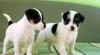 Jack a Parson Russell teriér 248902_t.jpg