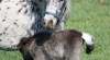 Mini appaloosa - klisnička na prodej 249388_t.jpg