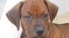 Prodám poslední 2 Rhodéské ridgebacky s PP 249397_t.jpg
