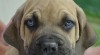 Štěňata Boerboel na prodej, špičkoví rodiče 249680_t.jpg