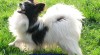 papillon - motýlek 250640_t.jpg