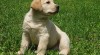 Labrador štěňata 25112_t.jpg