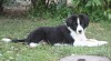 Border kolie s PP 251262_t.jpg