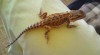 Agama ousatá 251741_t.jpg