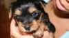 Yorkie krásné štěně k adopci 251819_t.jpg