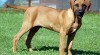 Rhodesian ridgeback 252171_t.jpg