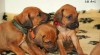 Rhodéský ridgeback-ŠTĚŇÁTKA 253341_t.jpg