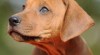 Rhodéský Ridgeback - štěňata s PP 253719_t.jpg