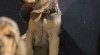 bloodhound 253954_t.jpg