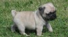 Mops štěňata k přijetí 253967_t.jpg