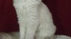 Ragdoll koťátka 254147_t.jpg