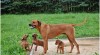 Rhodesian ridgeback 254765_t.jpg