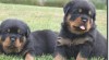 Rottweiler - štěňata s průkazem původu 255490_t.jpg