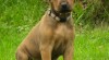Rhodéský ridgeback ŠTĚŇÁTKA 255574_t.jpg