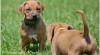 Rhodesian ridgeback 257025_t.jpg