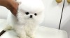 šálek pomeranian štěňata pro přijetí roztomilé a roztomilý 257090_t.jpg