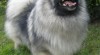 Keeshond / vlčí špic - prodám štěňata s PP po kvalitních rodičích 257218_t.jpg