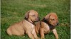 Rhodesian ridgeback 258249_t.jpg