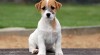 Jack Russell teriér 258999_t.jpg