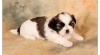 SHIH-TZU štěňátka 259037_t.jpg