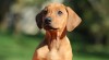 Štěňata Rhodéských Ridgebacků s PP 259374_t.jpg