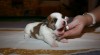 Jack Russell terrier 25984_t.jpg