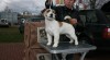 Jack Russell terrier 25985_t.jpg