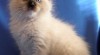 Ragdoll s PP 260231_t.jpg
