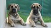 Štěňata Boerboel na prodej, špičkoví rodiče 260678_t.jpg