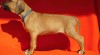 Rhodesian ridgeback 260852_t.jpg
