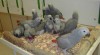 Sladké afrických Grey papoušci pro přijetí. 261416_t.jpg