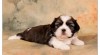 SHIH-TZU štěňátka 261991_t.jpg