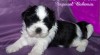 Shih-tzu štěňátka 26215_t.jpg