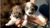 Jack Russell teriér 262204_t.jpg