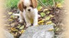 Kavalír King Charles spaniel 263406_t.jpg