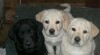 Prodám štěňata Labrador Retriever s PP 2634_t.jpg