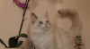 Ragdoll s PP 263652_t.jpg