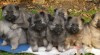 Keeshond / vlčí špic - prodám štěňata s PP po kvalitních rodičích 263695_t.jpg
