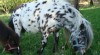 Mini appaloosa - klisnička a hřebeček na prodej 264038_t.jpg
