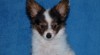 PAPILLON 264635_t.jpg