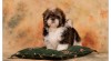 SHIH-TZU štěňátka 265406_t.jpg