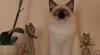 Kocourek Ragdoll s PP 266159_t.jpg