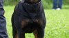 Rottweiler - štěňata s PP 266798_t.jpg
