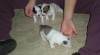 Prodám Štěňata Jack Russle Teriera narozená 4.11.2011. 267368_t.jpg