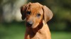 Rhodéský ridgeback - štěňata s PP 267563_t.jpg