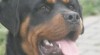 Rottweiler - 8 měsíční pes s PP 267634_t.jpg