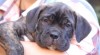 Cane Corso s pp-fenky 26769_t.jpg
