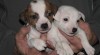 stenana JRT 268294_t.jpg