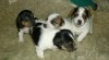 JACK RUSSELL TERIER - ODBĚR PŘED VÁNOCI! 268381_t.jpg